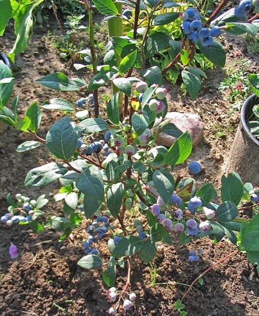 Голубика высокорослая (Northern highbush blueberry) Голубика высокорослая (Northern highbush blueberry)