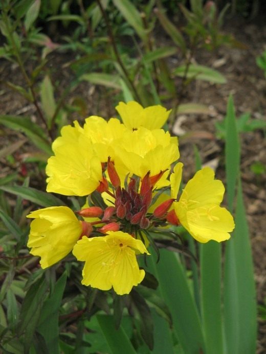 Энотера (Oenothera)