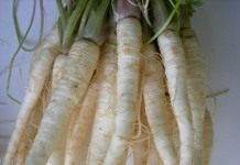 Петрушка корневая