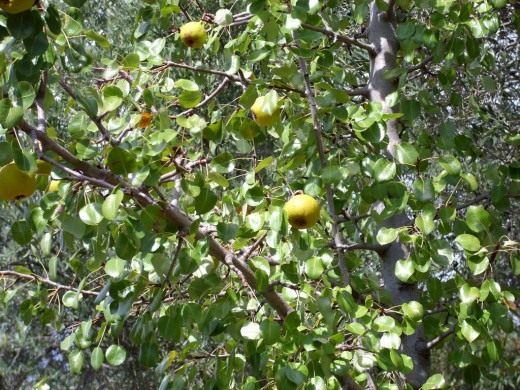 Груша (Pear)