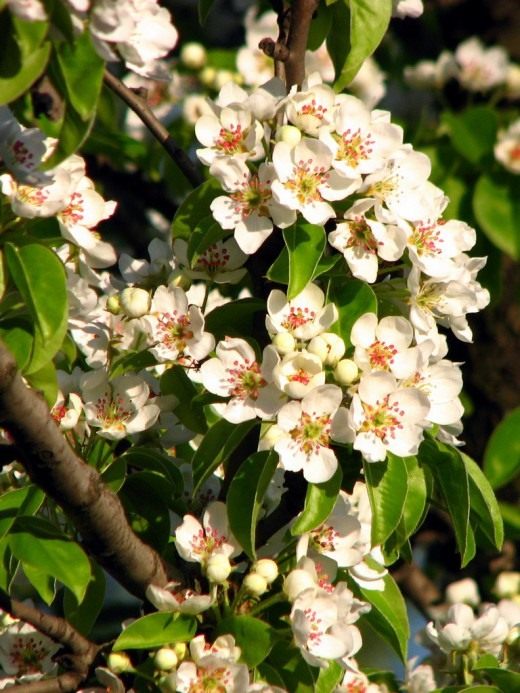 Цветы груши (Pear blossom)