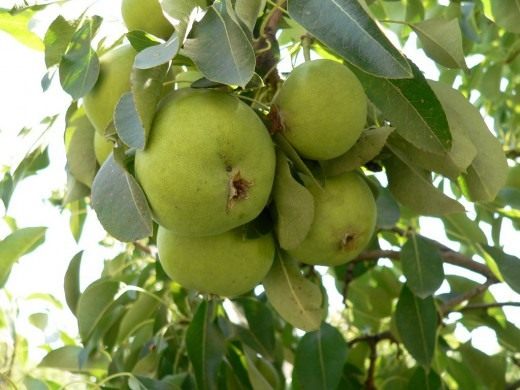 Груша (Pear)