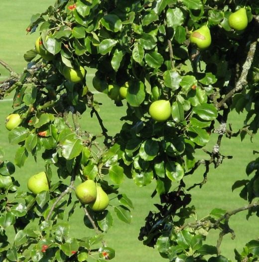 Груша (Pear)