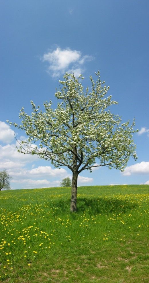 Груша (Pear)