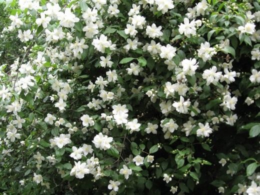 Чубушник (Philadelphus) Чубушник (Philadelphus)