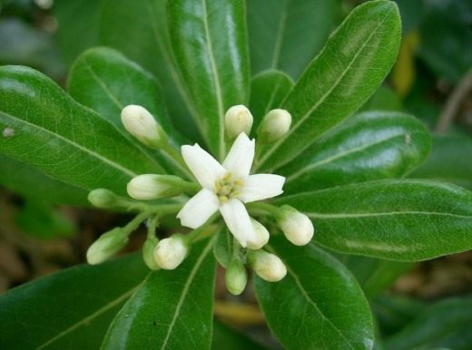 Питтоспорум (Pittosporum)