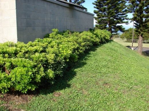 Питтоспорум (Pittosporum)