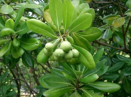 Питтоспорум (Pittosporum)