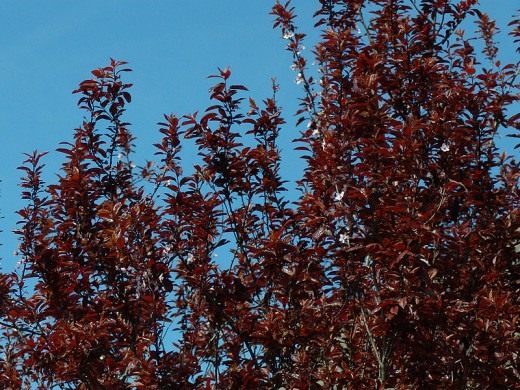 Слива кроваво-красная Вуди (Prunus cerasifera - Woodii) Слива кроваво-красная Вуди (Prunus cerasifera - Woodii)