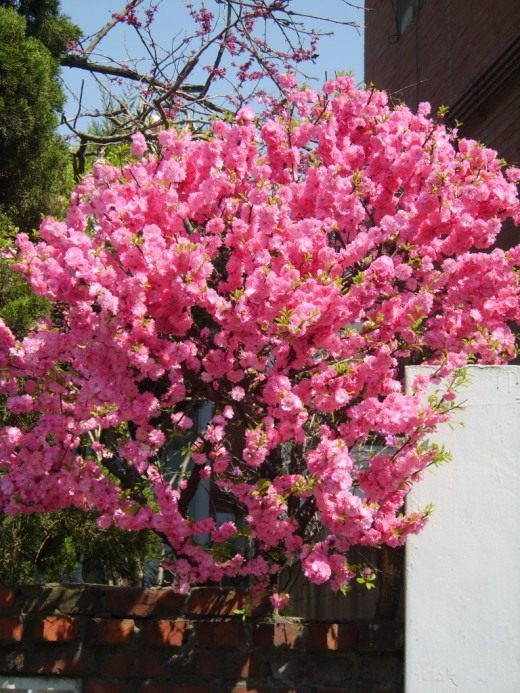 Слива трёхлопастная, Миндаль (Prunus triloba) Слива трёхлопастная, Миндаль (Prunus triloba)