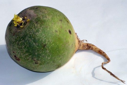 Редька (Raphanus) Редька (Raphanus)