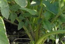 Редька (Raphanus)