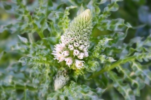 Резеда белая (Reseda alba) Резеда белая (Reseda alba)