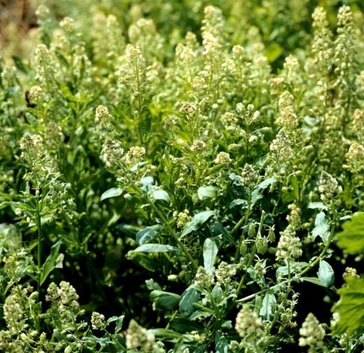 Резеда душистая, или Резеда пахучая (Reseda odorata) Резеда душистая, или Резеда пахучая (Reseda odorata)