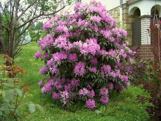 Рододендрон кэтевбинский (Rhododendron catawbiense) Рододендрон кэтевбинский (Rhododendron catawbiense)