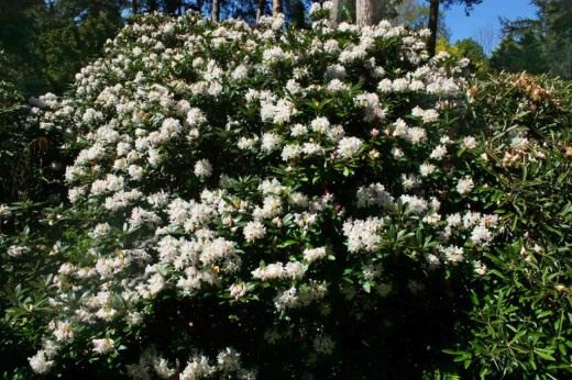 Рододендрон кавказский (Rhododendron caucasicum)