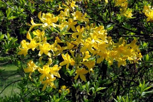 Рододендрон жёлтый (Rhododendron luteum) Рододендрон жёлтый (Rhododendron luteum)
