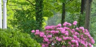 Рододендрон остроконечный (Rhododendron mucronulatum)