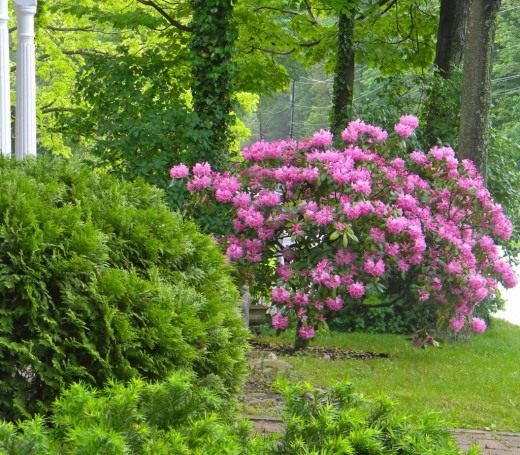 Рододендрон остроконечный (Rhododendron mucronulatum) Рододендрон остроконечный (Rhododendron mucronulatum)