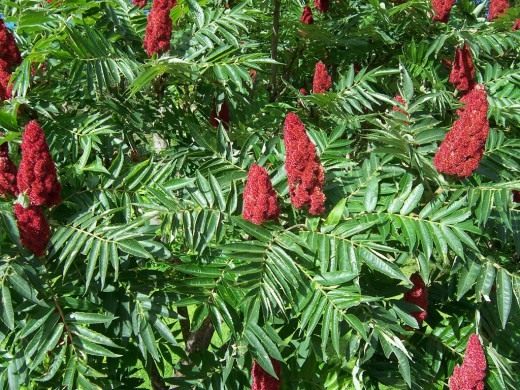 Сумах оленерогий, или пушистый, Уксусное дерево (Rhus typhina) Сумах оленерогий, или пушистый, Уксусное дерево (Rhus typhina)