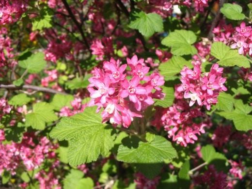 Смородина кроваво-красная (Ribes sanguineum) Смородина кроваво-красная (Ribes sanguineum)
