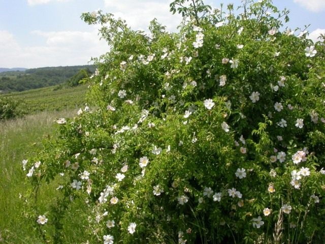 Шиповник собачий, или Роза собачья, или Роза канина (Rosa canina) Шиповник собачий, или Роза собачья, или Роза канина (Rosa canina)