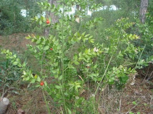 Иглица (Ruscus) Иглица (Ruscus)