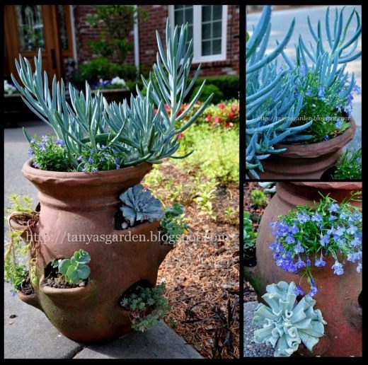 Суккуленты в контейнере (Succulents in containers)
