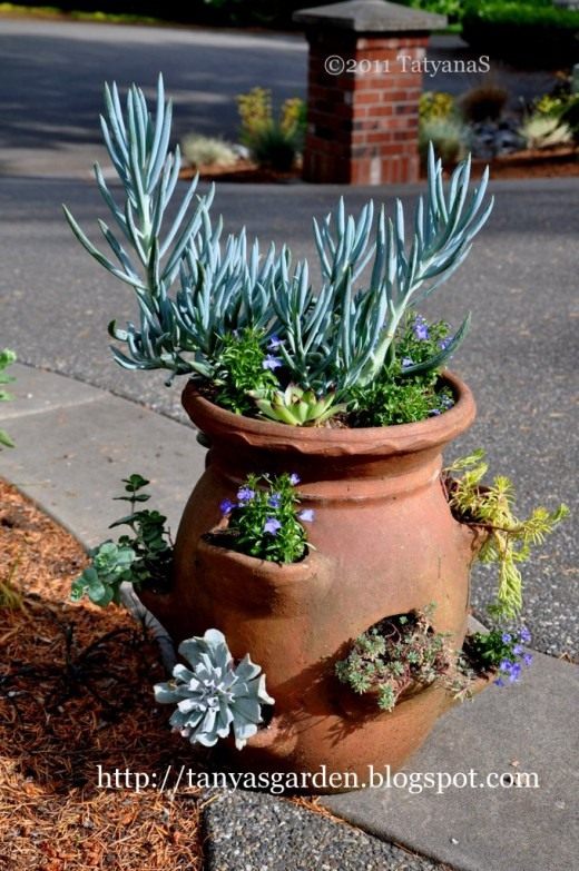 Суккуленты в контейнере (Succulents in containers)