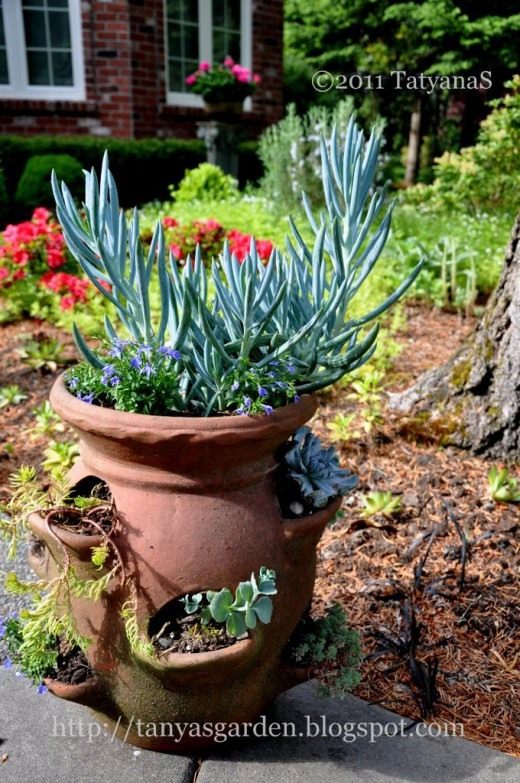 Суккуленты в контейнере (Succulents in containers)