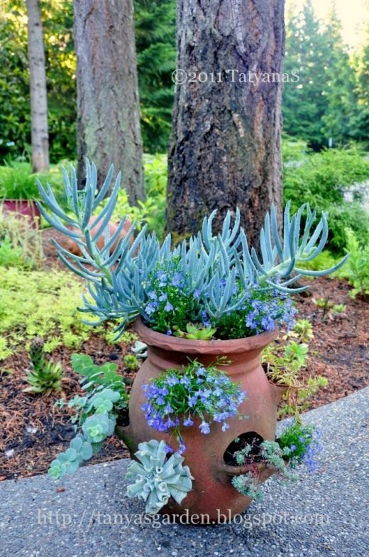 Суккуленты в контейнере (Succulents in containers)