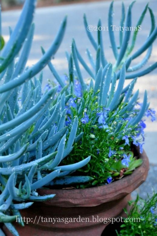 Суккуленты в контейнере (Succulents in containers)