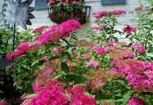 Спирея (Spirea)