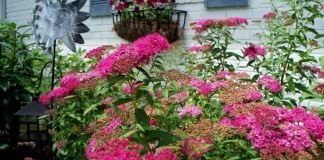 Спирея (Spirea)