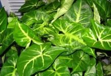 Сингониум (Syngonium)