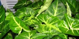 Сингониум (Syngonium)