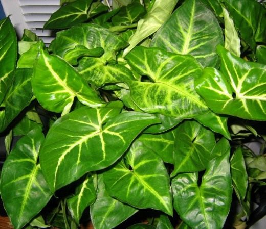Сингониум (Syngonium) Сингониум (Syngonium)