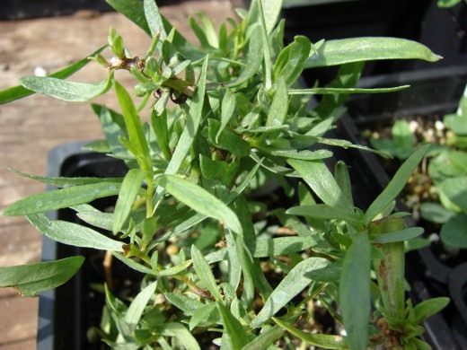 Эстрагон (Tarragon)
