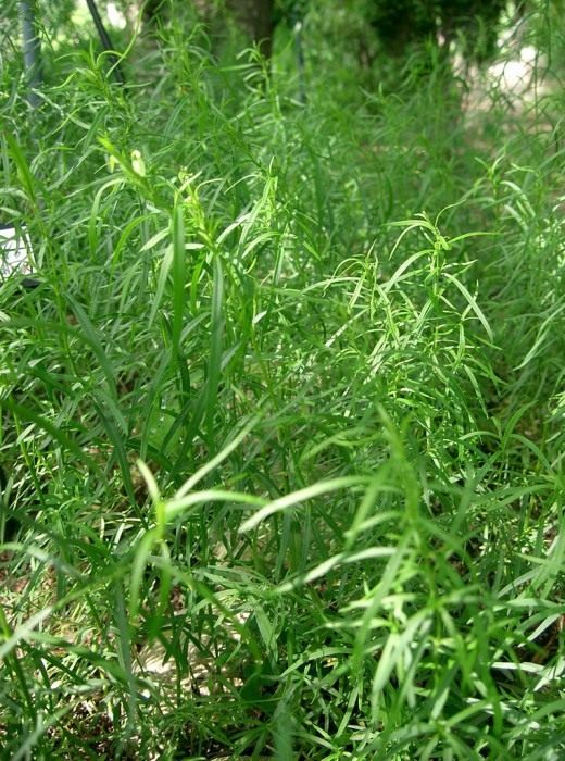 Эстрагон (Tarragon)