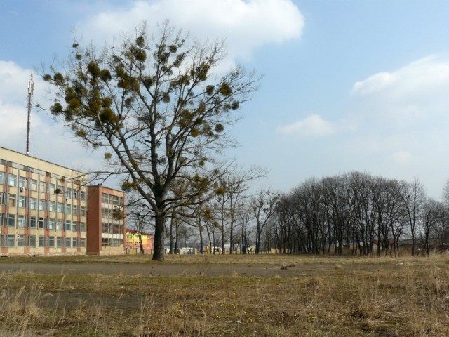 Деревья в городе Деревья в городе