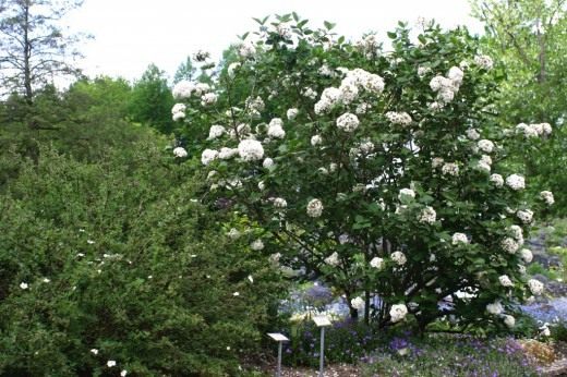 Калина корейская (Viburnum carlesii) Калина корейская (Viburnum carlesii)