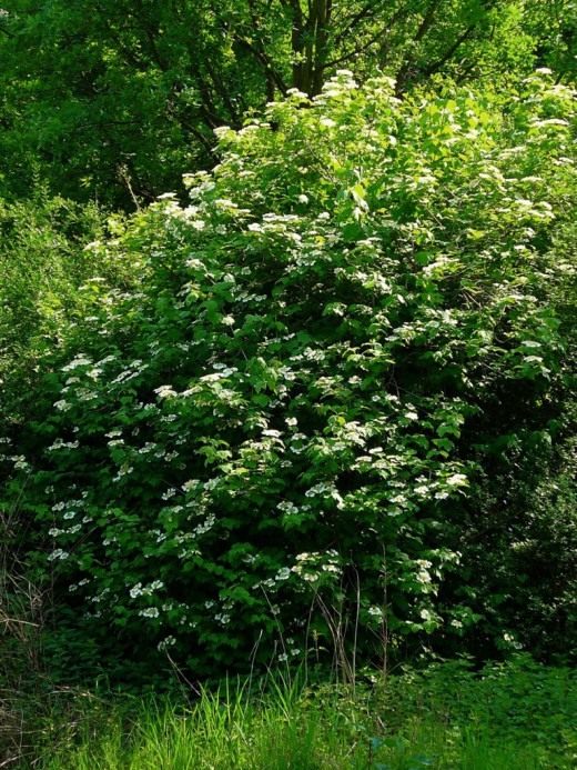 Калина обыкновенная (Viburnum opulus) Калина обыкновенная (Viburnum opulus)