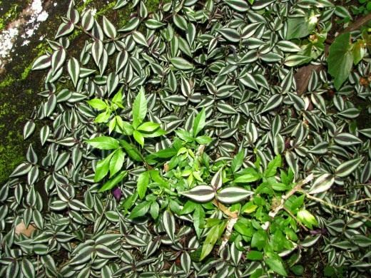 Зебрина висячая (Zebrina pendula)