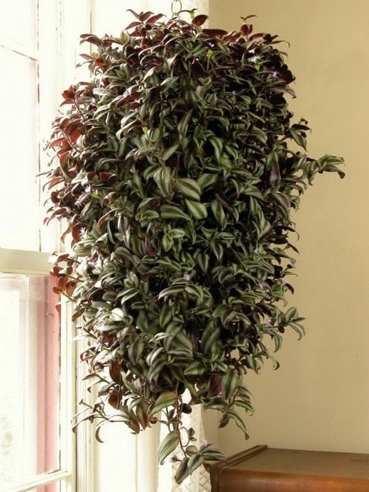 Зебрина висячая (Zebrina pendula)