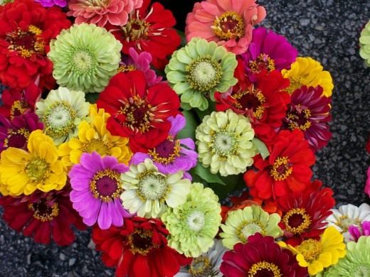Цинния (Zinnia)