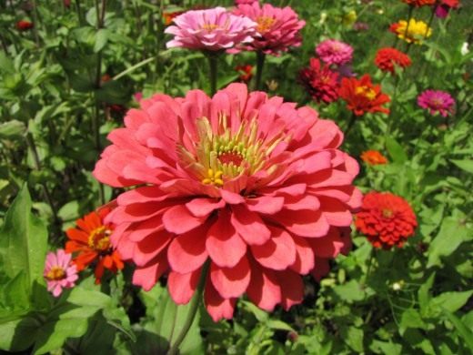 Цинния (Zinnia)