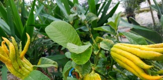 Цитрон (Citron)