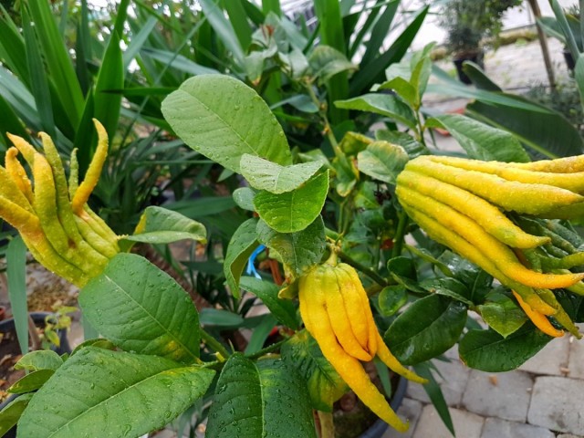 Цитрон (Citron)