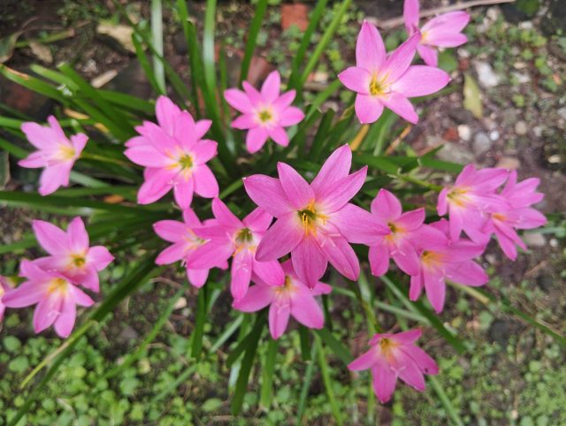 Обычно зефирантес называют «выскочкой» или дождевой лилией, потому что в природе его цветки распускаются после дождя Обычно зефирантес называют «выскочкой» или дождевой лилией, потому что в природе его цветки распускаются после дождя