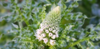 Резеда белая (Reseda alba)